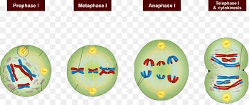 Meiosis Mitosis Prophase Cell Interphase - cell division 