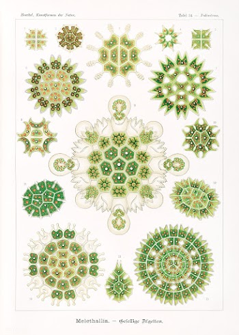 Melethallia&ndash;Gesellige Algetten from Kunstformen der Natur (1904).. | Free public domain illustration - 2272362