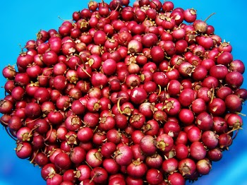 Melodi_cranberries_in_bowl.jpg