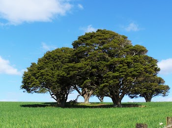 Melodi2_Trees_in_onion_field.jpg