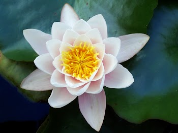 Melodi2_water_lily.jpg