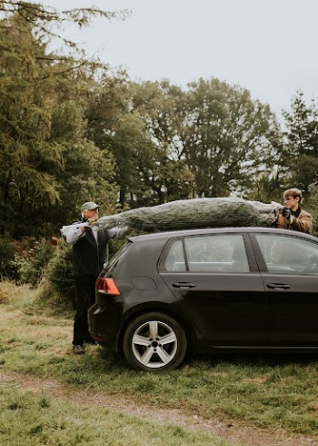Men hauling Christmas tree over their | Free Photo - rawpixel