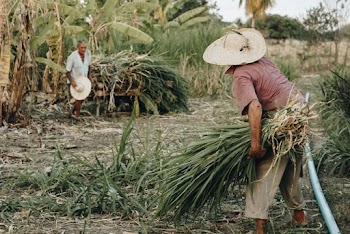 Men Holding Green Grasses