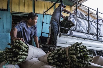Men preparing for vegetable delivery | Free Photo - rawpixel