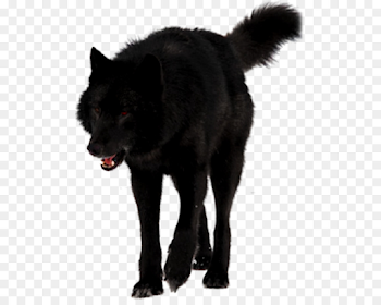 Mendenhall Glacier Dog Black wolf Romeo Alexander Archipelago wolf ...
