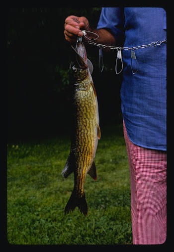 Menges fish from sand pond, Livingston Manor,… | Free public domain photo