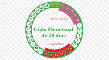 Menstruation Menstrual cycle Fertility Woman Combined oral contraceptive pill - woman 