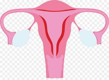 Menstruation Menstrual cycle Ovary Blood Shoulder -  