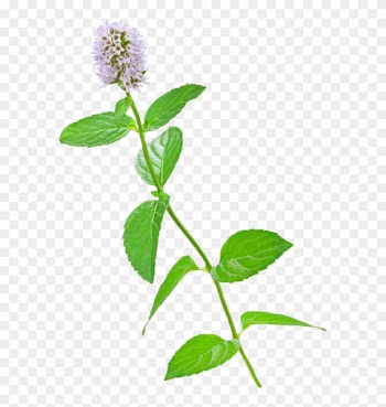 Mentha Spicata Flower Stock Photography Water Mint - Mint
