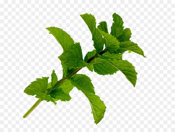 Mentha spicata Leaf Edible birds nest Plant - Mint leaf 