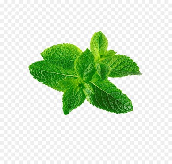Mentha spicata Leaf Mentha canadensis - Mint leaf 