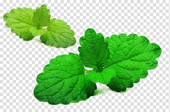 Mentha spicata Lemon balm Green Leaf, Lemon leafy leaf material transparent background PNG clipart