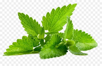 Mentha spicata Patchouli Peppermint Flavor - Mint PNG Transparent 