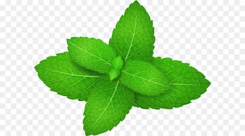 Mentha spicata Peppermint Herb Leaf - Vector green mint leaves 