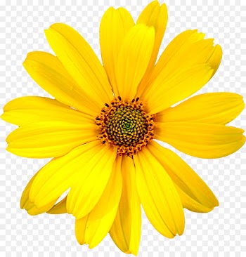 Mercado Jamaica Flower Rose Yellow Floral design - yellow flowers 