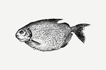 Mereschu fish clipart, black and | Free PSD Illustration - rawpixel