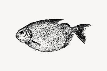 Mereschu fish collage element, animal | Free Vector Illustration - rawpixel