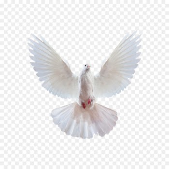 Merida Ariel Snow White Columbidae Cinderella - Flying Pigeon Creative,White Pigeon 