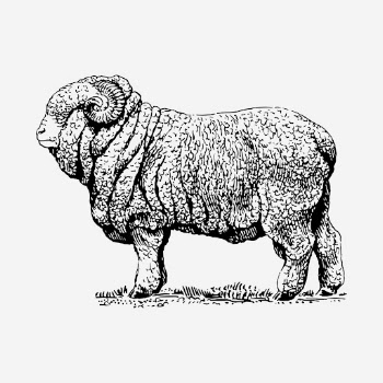 Merino ram drawing, hand drawn | Free Photo - rawpixel