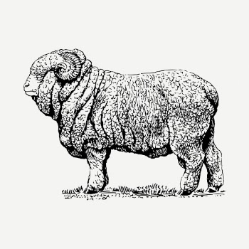 Merino ram drawing, hand drawn | Free PSD - rawpixel