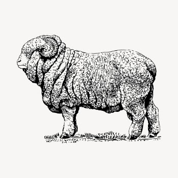 Merino ram drawing, hand drawn | Free Vector - rawpixel
