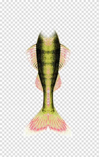 Mermaid Tail Yandex Search, Color modified mermaid tail transparent background PNG clipart