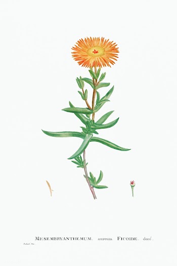 Mesembryanthemum Aureum (Golden Fig&ndash;Marigold) from Histoire des .. | Free public domain illustration - 2348482