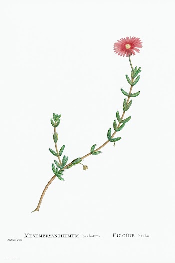 Mesembryanthemum Barbatum (Bearded Fig&ndash;Marigold) from Histoire d.. | Free public domain illustration - 2352766