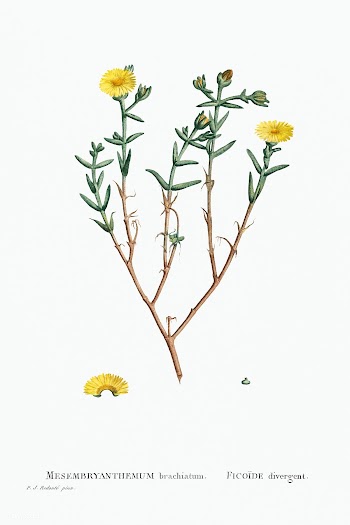 Mesembryanthemum Brachiatum (Three&ndash;Forked Fig Marigold) from His.. | Free public domain illustration - 2355261