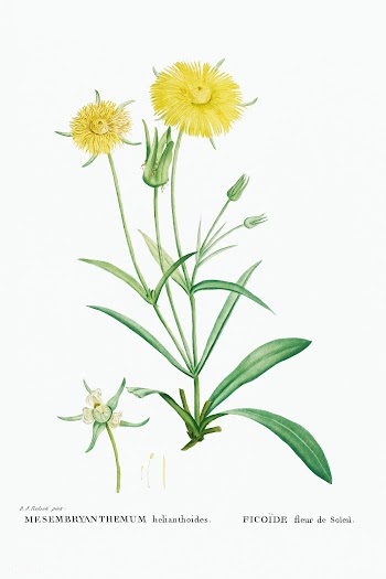 Mesembryanthemum Helianthoides (Spatula&ndash;leaved Fig Marigold) fro.. | Free public domain illustration - 2348782