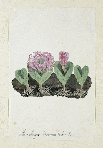 Mesembryanthemum testiculare (1777&ndash;1786) painting in high | Free Photo - rawpixel