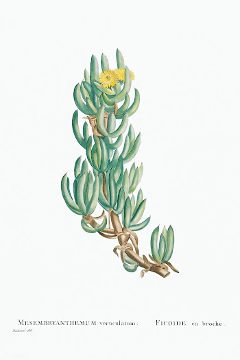 Mesembryanthemum Veruculatum from Histoire des Plantes Grasses (1799) .. | Free public domain illustration - 2349995