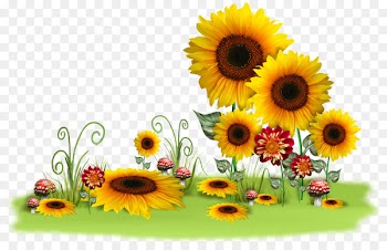 Message Morning Day - sunflower oil 