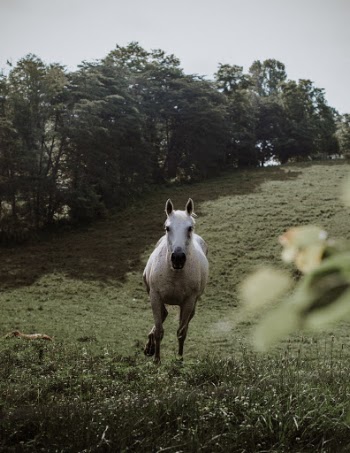 Met a new friend in the middle of the trip to Tennessee