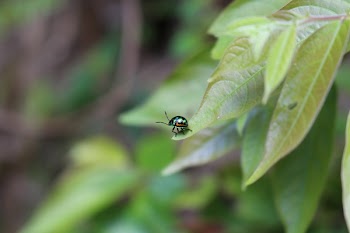 Metallic Beetle on Green Leaf during Daytime