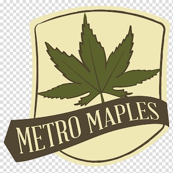 Metro Maples Japanese maple Leaf Tree Acer truncatum, Leaf transparent background PNG clipart