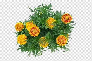 Mexican marigold Calendula officinalis Flower, Marigold flower transparent background PNG clipart