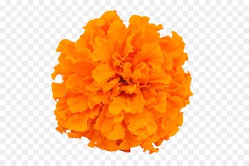 Mexican marigold Calendula officinalis Flower - Marigold photography 