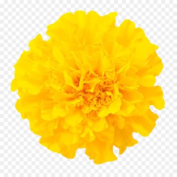 Mexican marigold Chrysanthemum Flower Euclidean vector - Marigold Close Pictures Free Download 