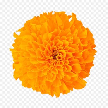 Mexican marigold Dietary supplement Baileya multiradiata Flower Lutein - Marigold flower 