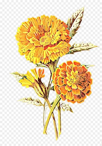 Mexican Marigold, East Urban Home, Flower, Flowering Plant PNG