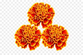 Mexican marigold Flower Stock photography - Red marigold 
