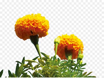 Mexican marigold Flower - Yellow Marigold Flower 