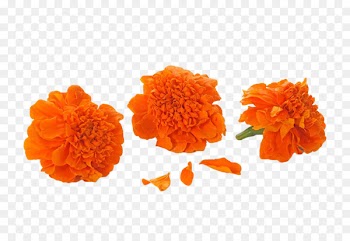 Mexican marigold Orange Calendula officinalis Cut flowers - Orange marigold 