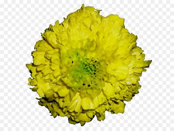 Mexican marigold Portable Network Graphics Chrysanthemum Flowering plant Tagetes filifolia -  