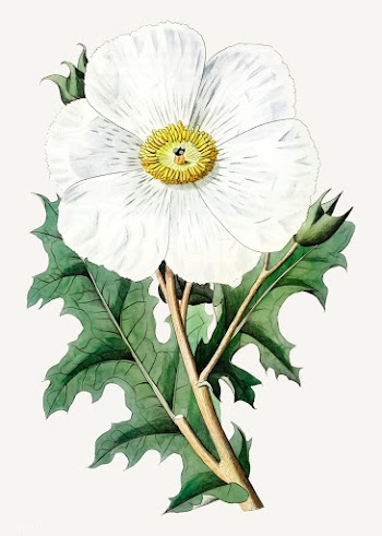 Mexican prickly poppy | Free stock vector - 559064