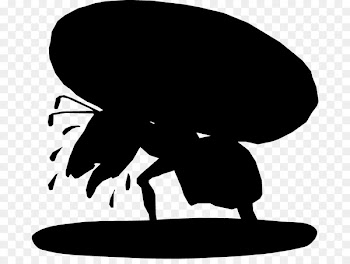 Mexico City, Breda Girona, Restaurante Coconita, Black, Cartoon PNG