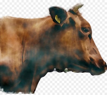 Meze Akademie, Salad, Dairy Cattle, Head, Brown PNG