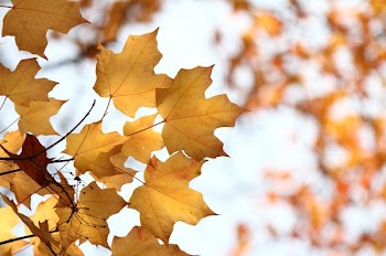 _MG_4796.JPG