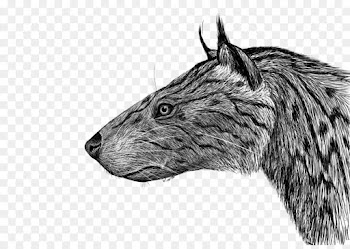Miacidae, Drawing, Rat, Blackandwhite, Head PNG